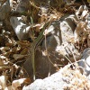 Jesterka skalni - Kreta P1060278